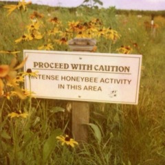 Honey(Bee) (Prod. Moow)