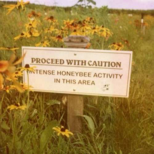 Honey(Bee) (Prod. Moow)
