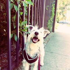 Zat You Santa Clause