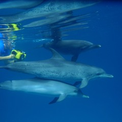 Dr. Denise Herzing: Wild Dolphin Project Founder