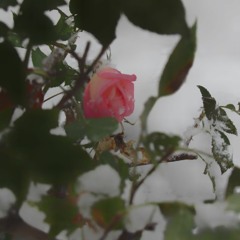 winter Breeze (intro)