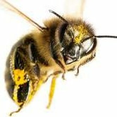 Live From The Hive Part 2 (early morning edition)