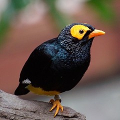 Myna:9kang-chou(demo)