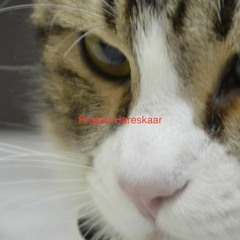 Smelly Catz - Pussy Pussy