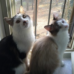 Nuvole Bianche EDM DjPacio Remix 2K18