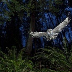 WINTER SOLSTICE:  MIXES FOR THE HEART AND SOUL