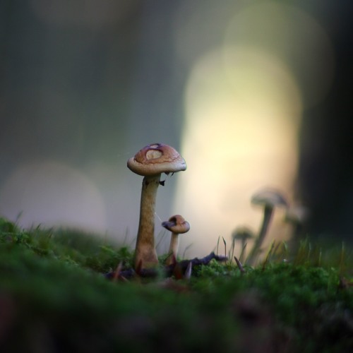 Magic (Original Mix)