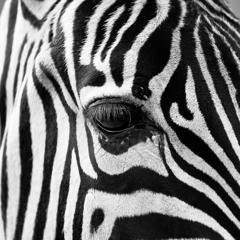 sash_liq  - random freebore instance 20181220_st3