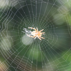 سورة العنكبوت كاملة للقارئ هزاع البلوشي - جديد