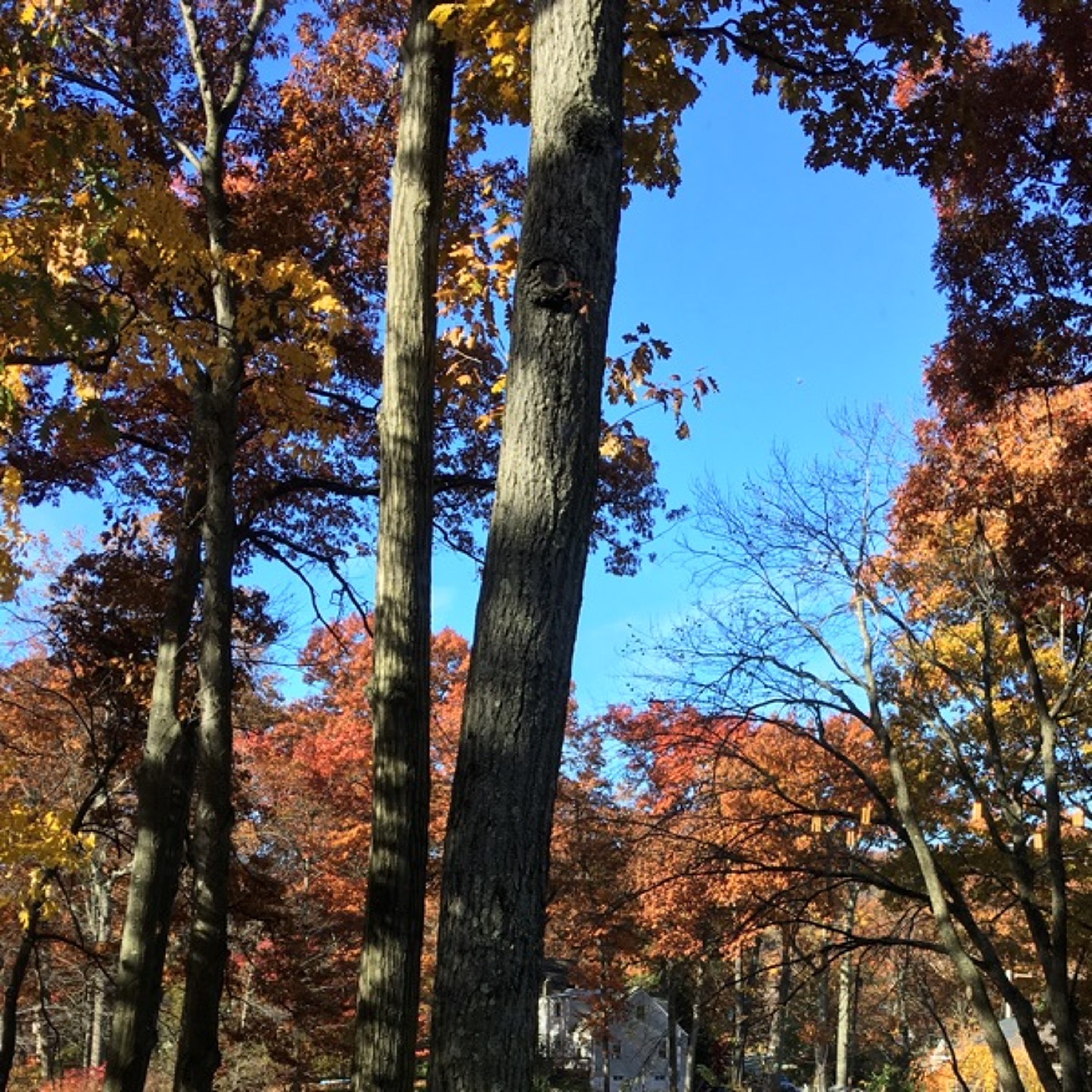 Songs from the Wood Between the Worlds