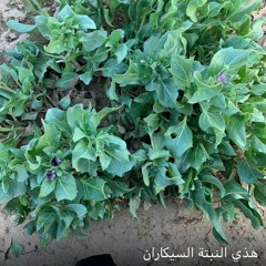 كونو على حذر من النبتة اسمعو