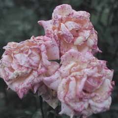 Bowed