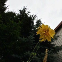 Jesus Christ The Apple Tree