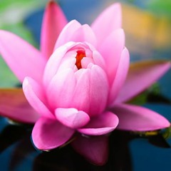 The Lotus Flower by Leland Baker
