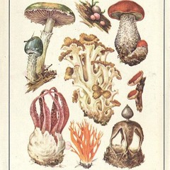 Скрытая грибница