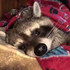 aaaaaaaaaaaaah (Mass Deaf Mix)