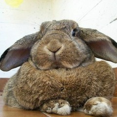 ✧Chubby Bunny x $auce$way✧