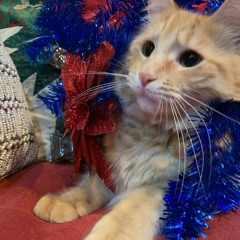 Butterscotch the Christmas Cat