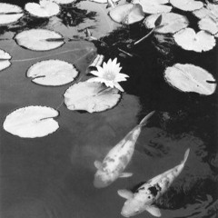 Pharaoh Le'mone X 2 Lily Pads In A Pond