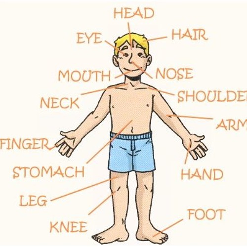 Части руки на английском с картинками