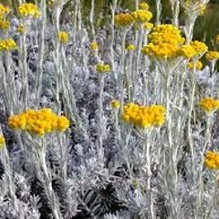 Helichrysum