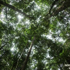 RainTree (Prod. SyEnergy)