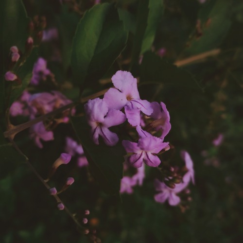 Rithu - Sithara's Project Malabaricus.mp3