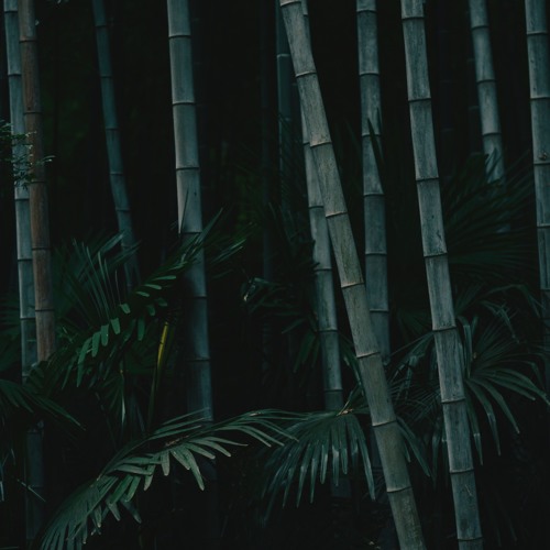 Stream Wizard Bamboo by Bass Nation Listen online for free on