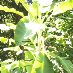 transeunte coração (Ava Rocha)