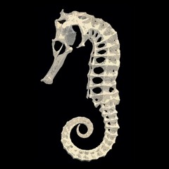 ...and for such a long time - she's a seahorse
