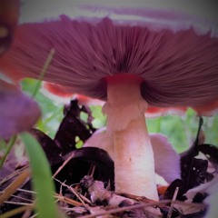 Not a Doubt in My Mind