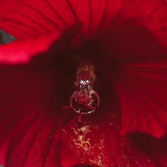 Within the Rose (Matthew and The Atlas)