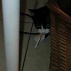 lilcamboi X lilpoodle_luv - what u like