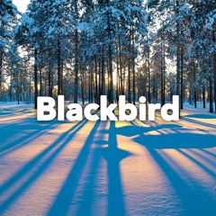 Blackbird cover