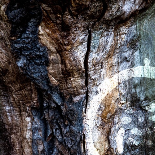 Harmony Rec. podcast | Birds Ov Paradise