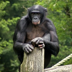 Bonobos at the LA Zoo