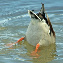 Diving Duck Blues ~ Chris O arr.