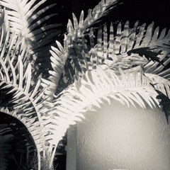 Cooper dreams of Bahia @ Palmen/Othilia, Grand Hotel