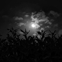 اصاله - حضرة الموقف