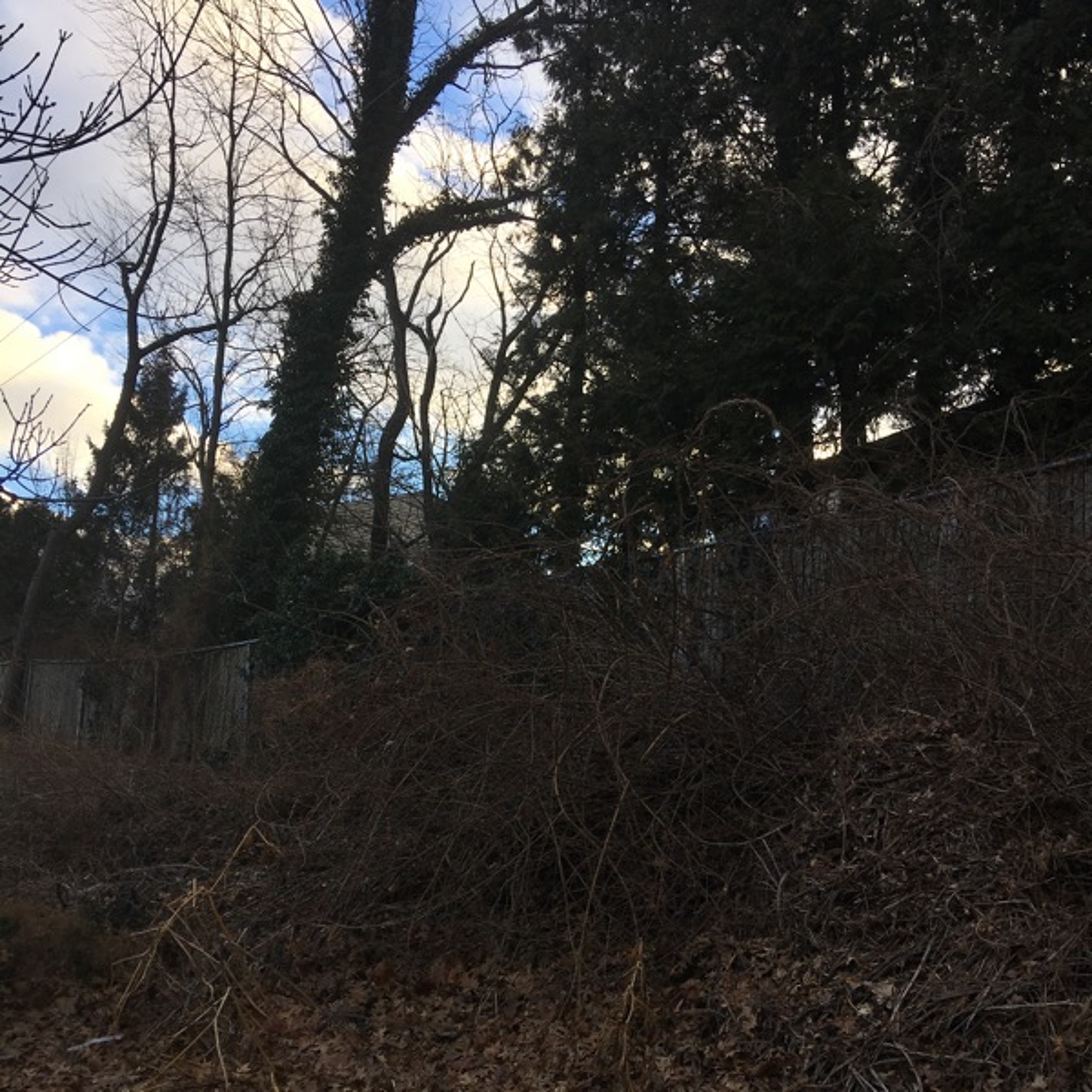 Songs from the Wood Between the Worlds