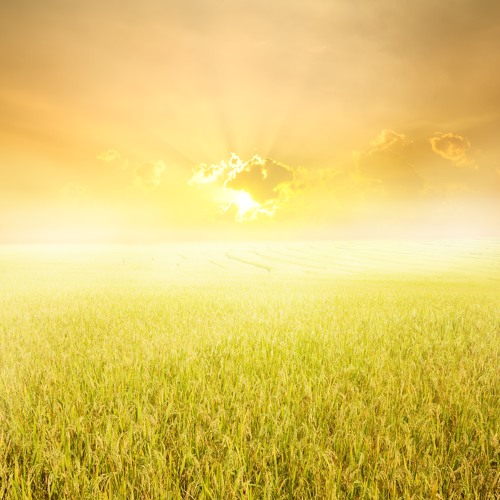 Sunlight Project - ID