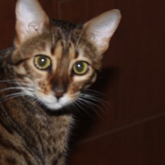 멜랑콜리아(demo)