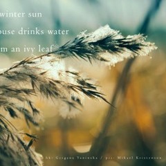 Naviarhaiku#260 /winter sun