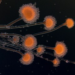 Pixies - Where Is My Mind Acoustic Cover