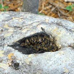 Honeybees at Hippo Pool