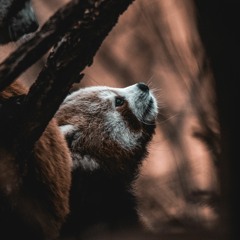 The missing link (acoustic piano composition)