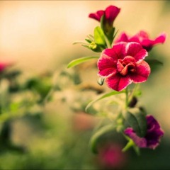 💟ْ سورة الحديد ﴿ وَمَا الْحَيَاةُ الدُّنْيَا إِلَّا مَتَاعُ الْغُرُورِ ﴾  💫 عبد الرشيد الصوفي