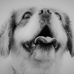 HouseHound Podcast Vol 15 Live