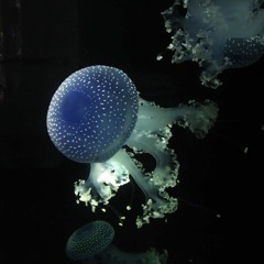 Kreng — Minnow S-Tier 2018 Bangers Only