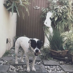 Honey- InHale Feat. Gbeds